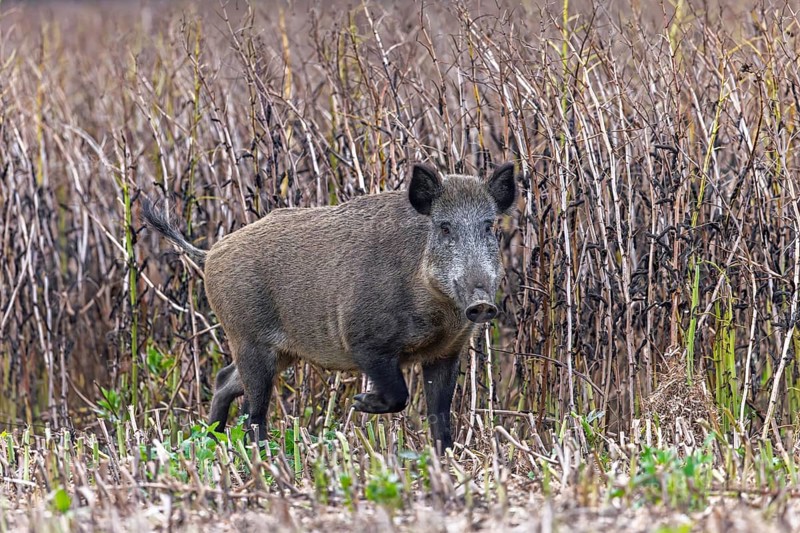 Solitary wild boar (Sus scrofa) sow foraging along edge of farmland, stubble field in summer