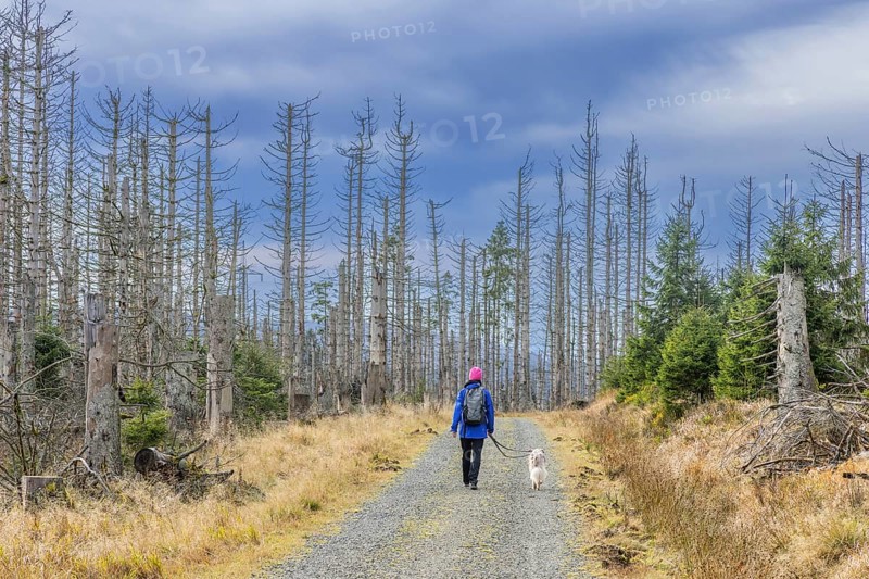 Walker with dog walking through bark beetle infested forest with dead spruce trees in the Harz Mountains, Harz National Park, Saxony-Anhalt, Germany