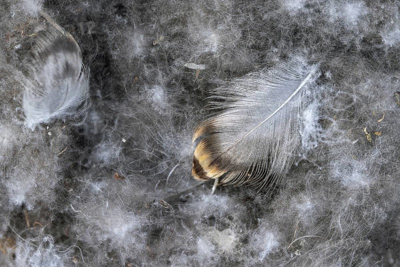 Close-up of eiderdown, soft fluffy down feathers of the common eider duck (Somateria mollissima) in nest