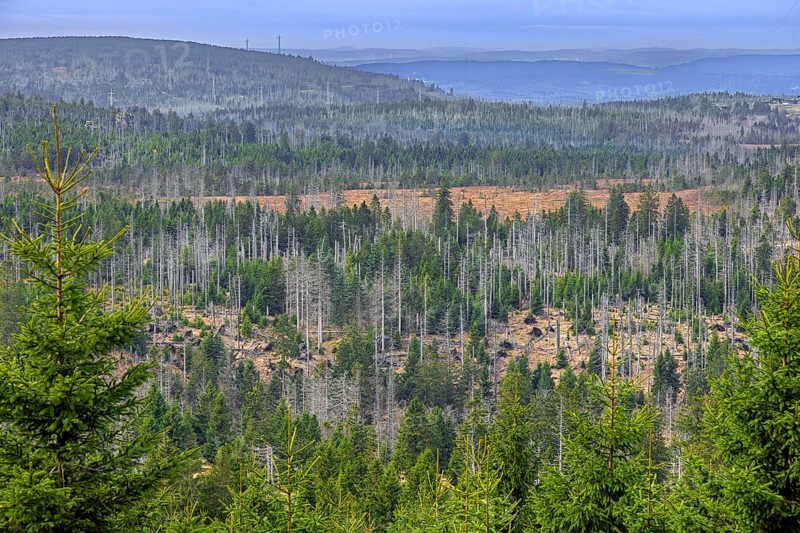 Aerial view over forest with dead spruce trees in the Harz Mountains, damage caused by bark beetle infestation, Harz NP, Saxony-Anhalt, Germany