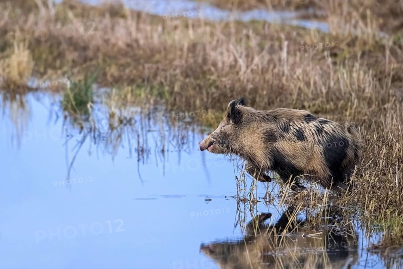 Fleeing feral spotted wild boar (Sus scrofa), boar-pig hybrid crossing shallow water of pond in wetland