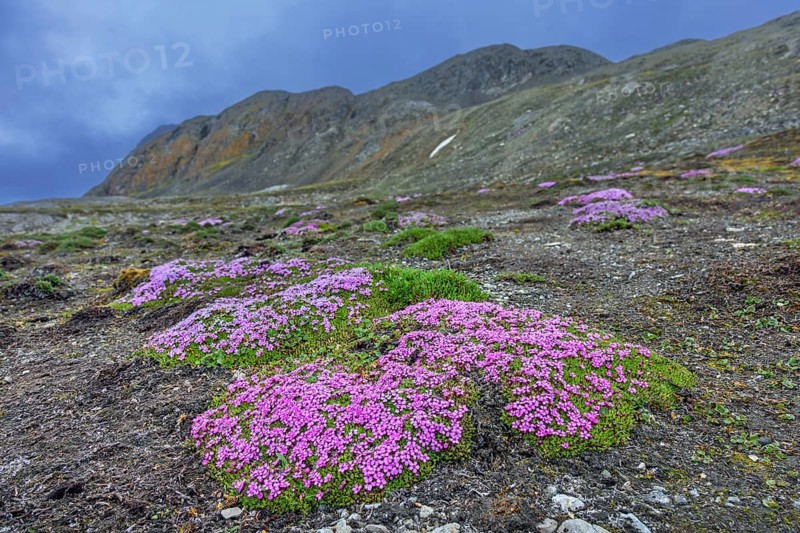 Moss campion, cushion pink (Silene acaulis) in flower in summer on the arctic tundra, Svalbard, Spitsbergen, Norway