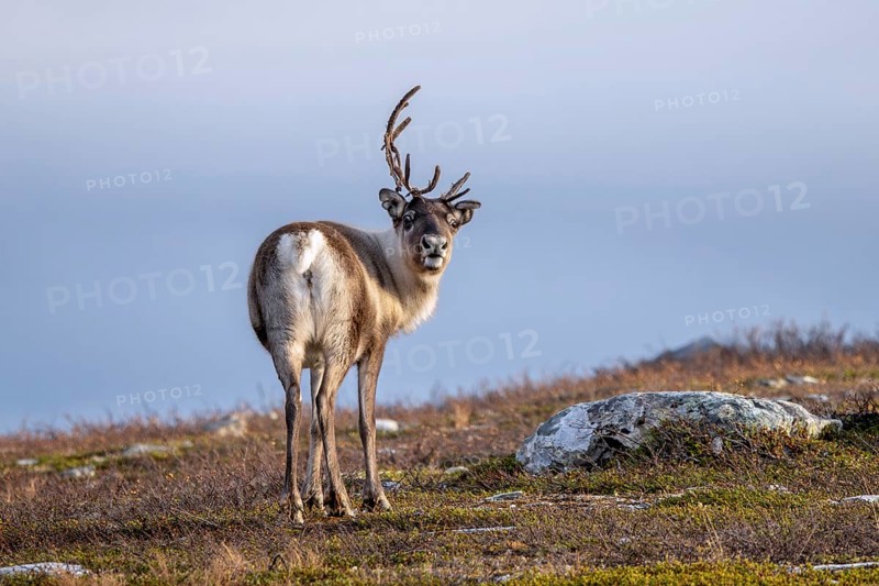 Reindeer (Rangifer tarandus) female, cow with shed antler branch, foraging on the tundra in autumn, fall, Finland, Scandinavia