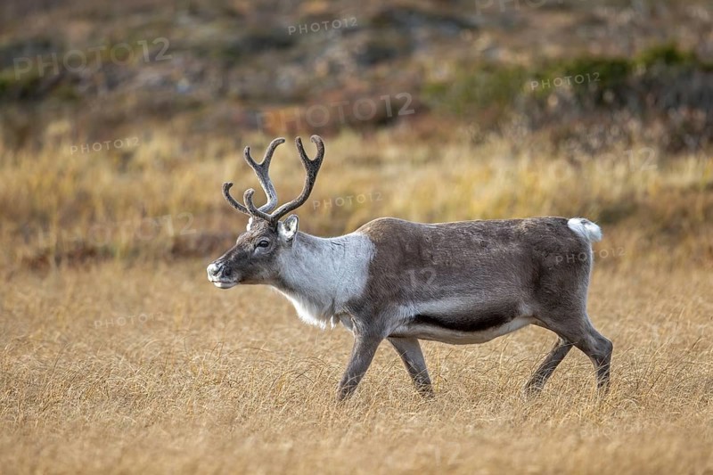 Reindeer (Rangifer tarandus) female, cow with antlers covered in velvet, foraging on the tundra in autumn, fall, Finland, Scandinavia