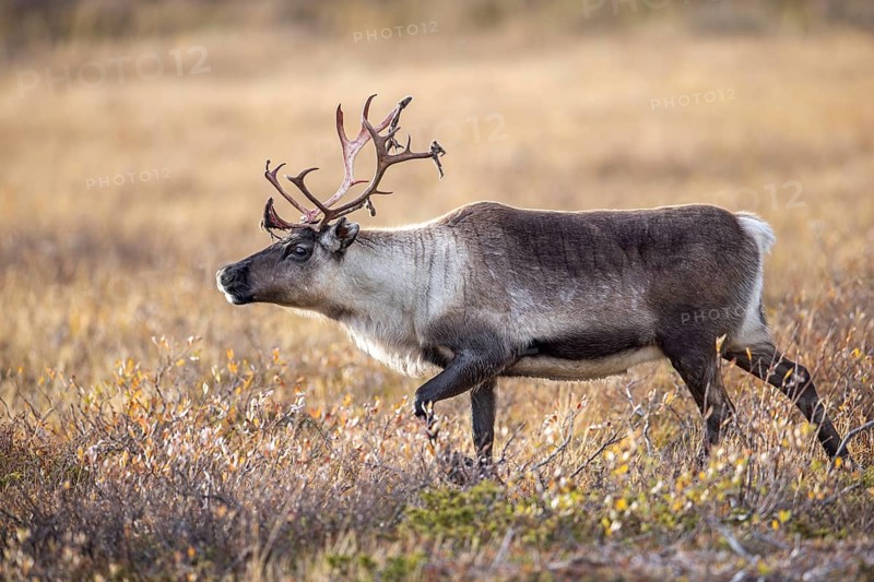 Reindeer (Rangifer tarandus) female, cow with bloody antlers after shedding velvet, foraging on the tundra in autumn, fall, Finland, Scandinavia