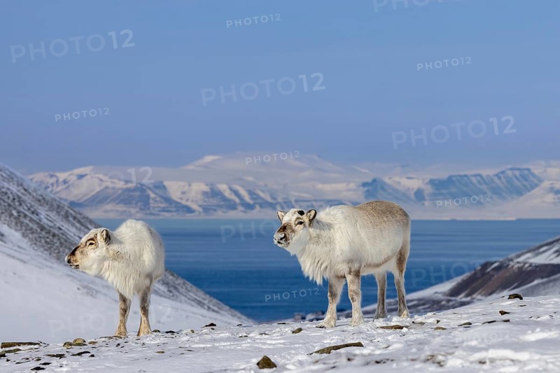 Two Svalbard reindeer (Rangifer tarandus platyrhynchus) with cast antlers foraging on snow covered mountain slope in spring on Spitsbergen, Norway