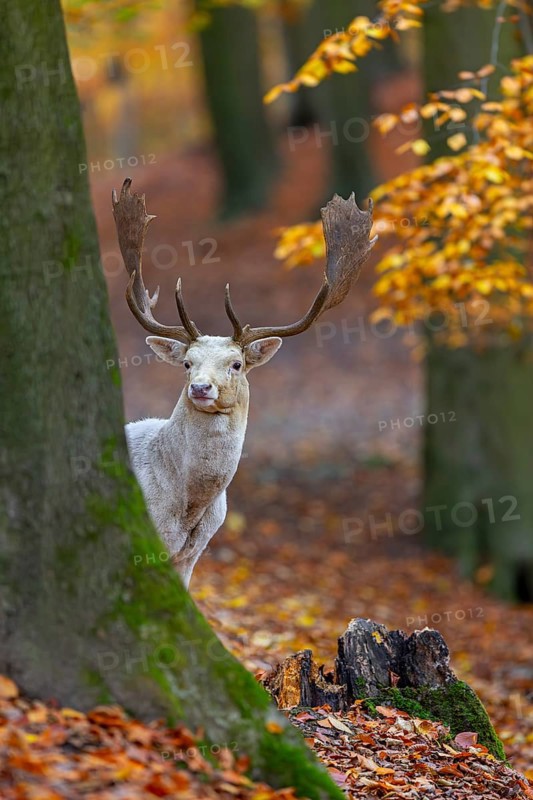 Leucistic European fallow deer (Dama dama) white buck, male with big antlers looking from behind tree in forest showing autumn colours, fall colors