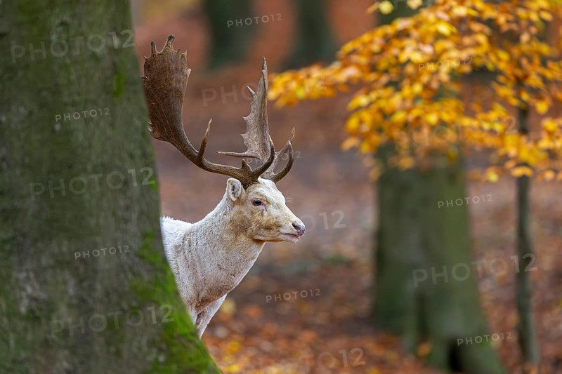 Leucistic European fallow deer (Dama dama) white buck, male with big antlers looking from behind tree in forest showing autumn colours, fall colors