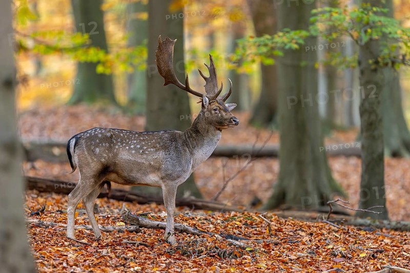 European fallow deer (Dama dama) buck, male with big antlers in forest showing autumn colours, fall colors