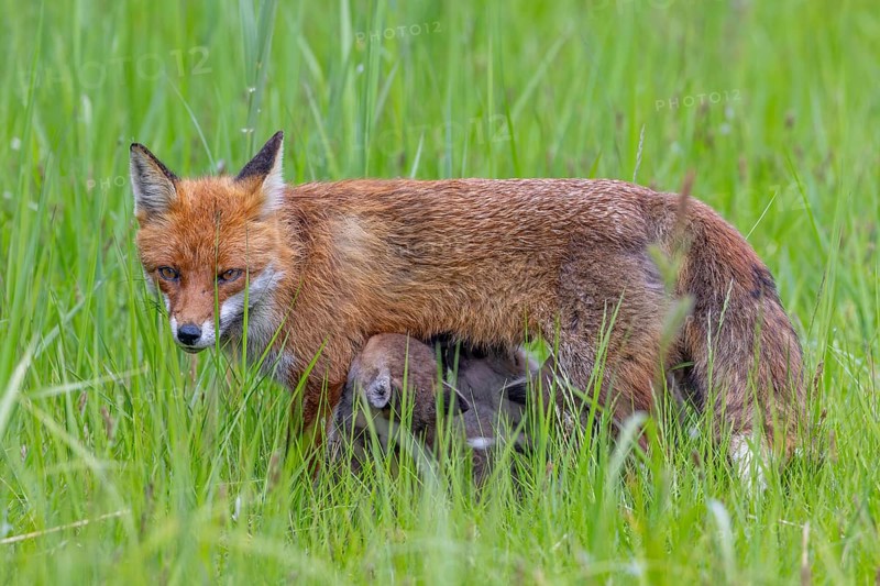 Red fox (Vulpes vulpes) female, vixen suckling her kits, cubs in meadow in spring