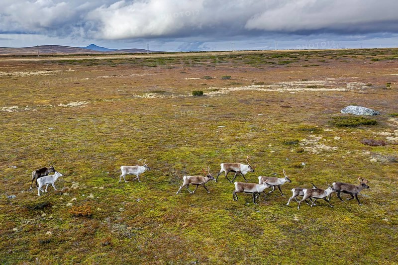 Aerial view over reindeer (Rangifer tarandus) herd running over the tundra in autumn, fall, Finland, Scandinavia