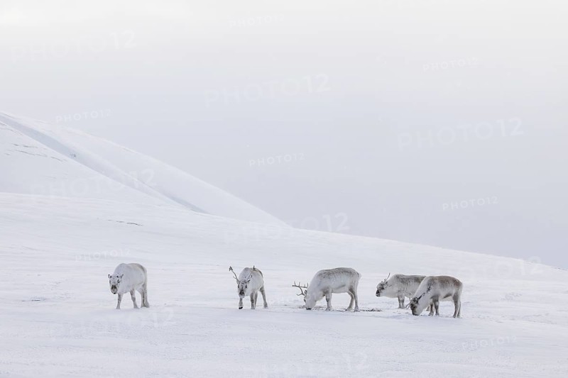Svalbard reindeer (Rangifer tarandus platyrhynchus) herd in thick winter coats foraging on snow covered tundra in spring on Spitsbergen, Norway