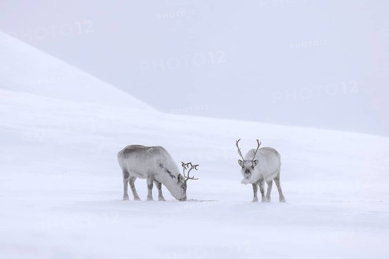 Svalbard reindeer (Rangifer tarandus platyrhynchus) two adults in thick winter coat foraging on snow covered tundra in spring on Spitsbergen, Norway