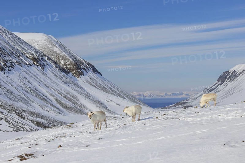 Three Svalbard reindeer (Rangifer tarandus platyrhynchus) with cast antlers foraging on snow covered mountain slope in spring on Spitsbergen, Norway