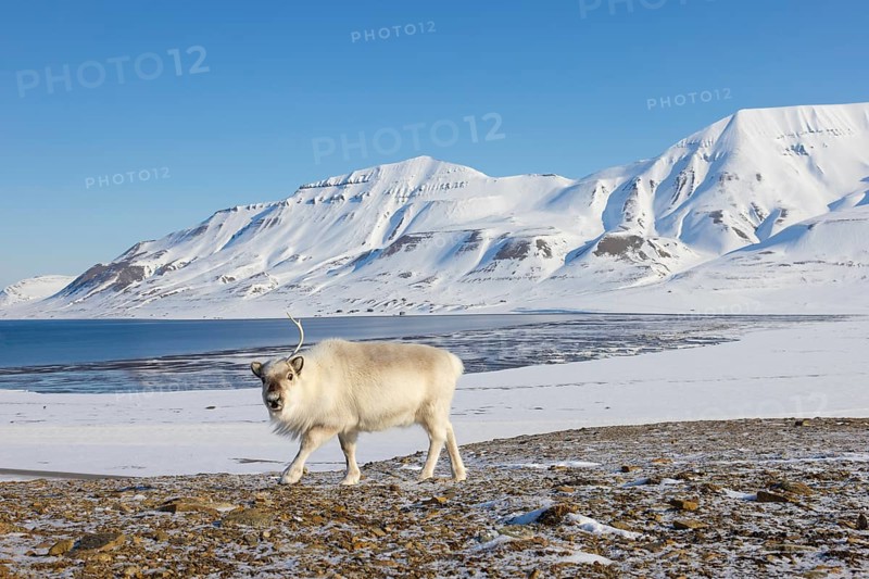 Svalbard reindeer (Rangifer tarandus platyrhynchus) adult in winter coat with cast antler branch on snow covered tundra in spring, Spitsbergen, Norway