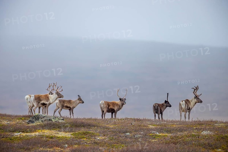 Reindeer (Rangifer tarandus) herd with antlers after shedding velvet, foraging on the tundra in autumn, fall, Finland, Scandinavia