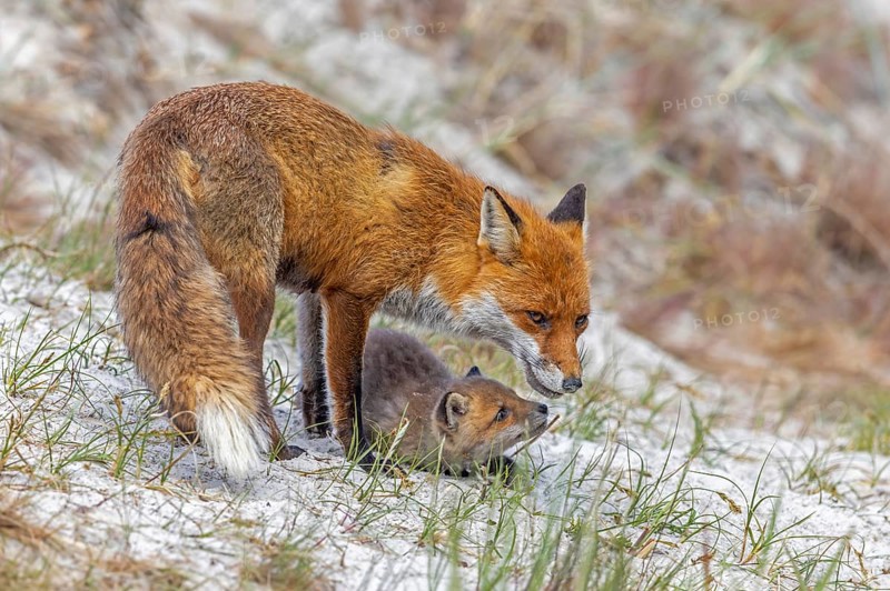 Red fox (Vulpes vulpes) female, vixen with kit, cub near den in the dunes in spring