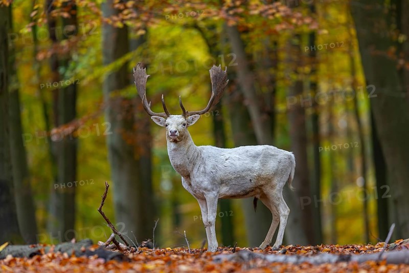 Leucistic European fallow deer (Dama dama) white buck, male with big antlers in forest showing autumn colours, fall colors