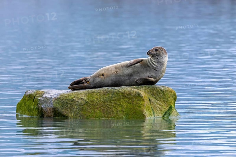 Common seal, harbour seal (Phoca vitulina) resting on rock in the Arctic Ocean along the coast of Svalbard, Spitsbergen in summer, Norway