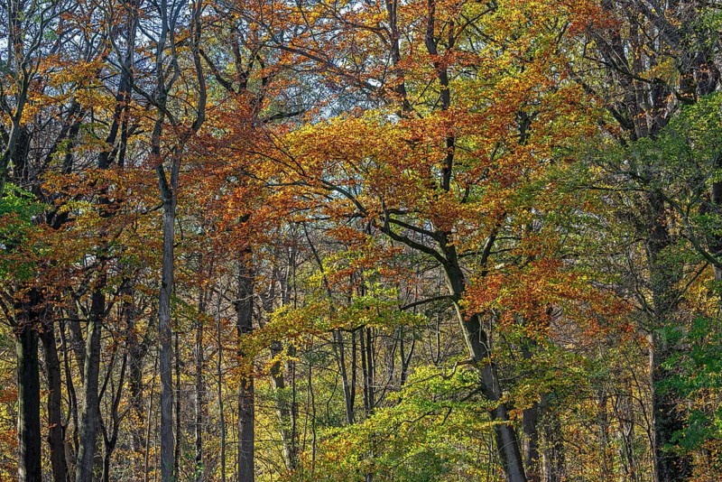 European beeches, common beech trees (Fagus sylvatica) with foliage in yellow, brown and green autumn colours, fall colors in broadleaved forest