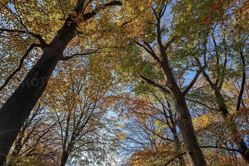 European beeches, common beech trees (Fagus sylvatica) with foliage in yellow and brown autumn colours, fall colors in broadleaved forest