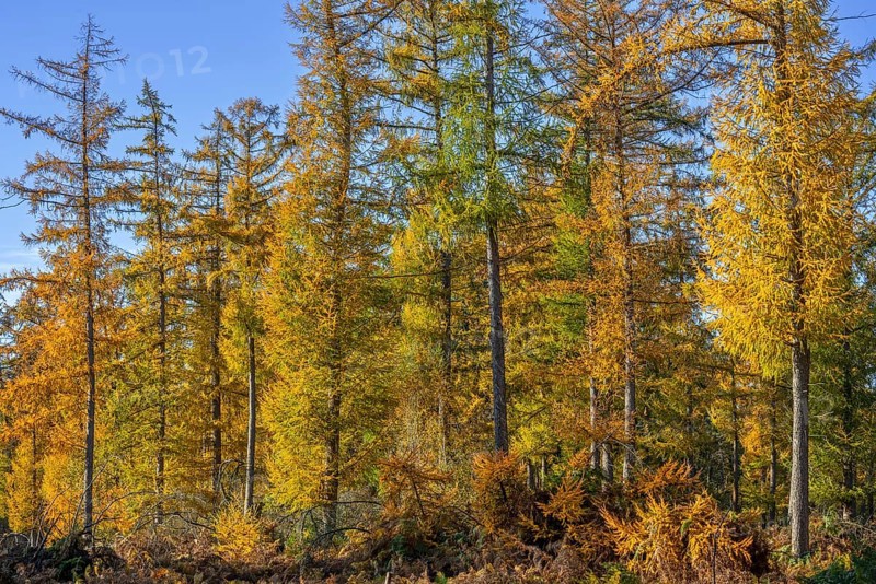 Forest with European larches (Larix decidua), deciduous coniferous trees with needle-like leaves turning yellow before they fall in autumn