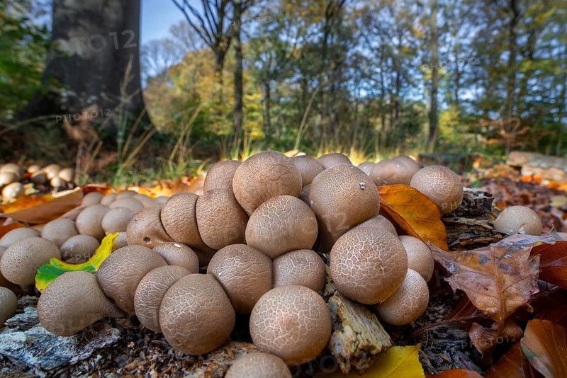 Pear-shaped puffball, stump puffballs (Apioperdon pyriforme, Lycoperdon pyriforme), saprobic fungus growing on decaying wood in forest in autumn