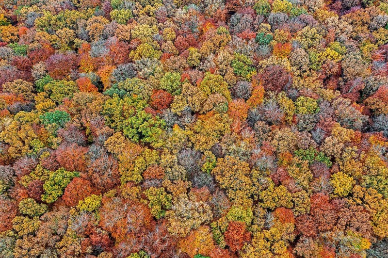 Aerial view over European beeches, beech trees (Fagus sylvatica) with foliage in yellow and brown autumn colours, fall colors in broadleaved forest