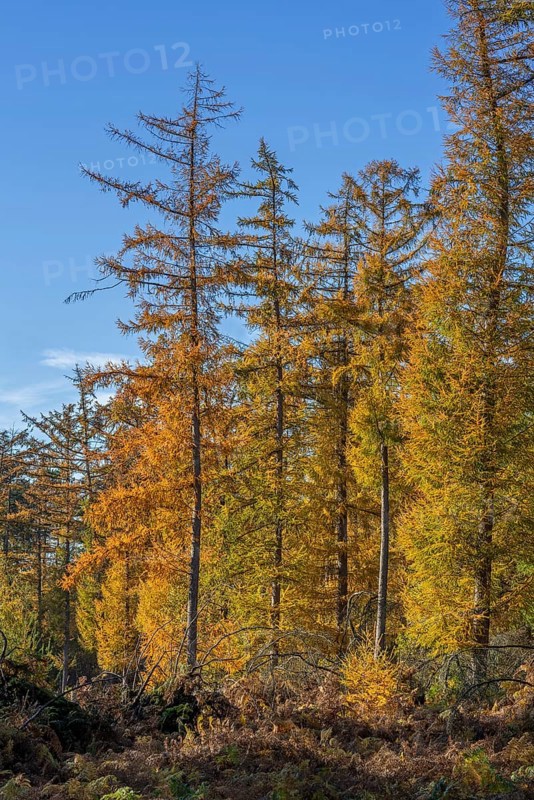 Forest with European larches (Larix decidua), deciduous coniferous trees with needle-like leaves turning yellow before they fall in autumn