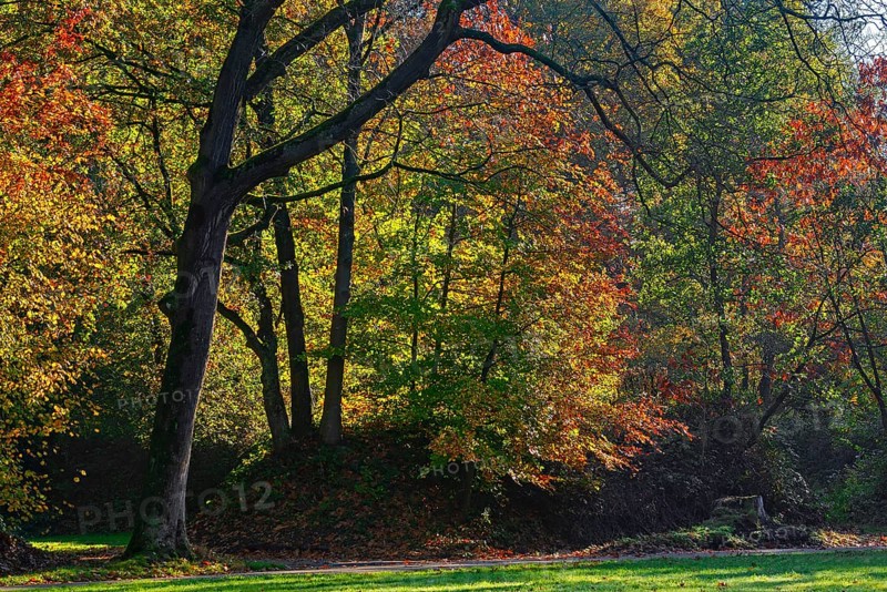 European beeches, common beech trees (Fagus sylvatica) showing foliage in yellow, red and green autumn colours, fall colors in broadleaved forest