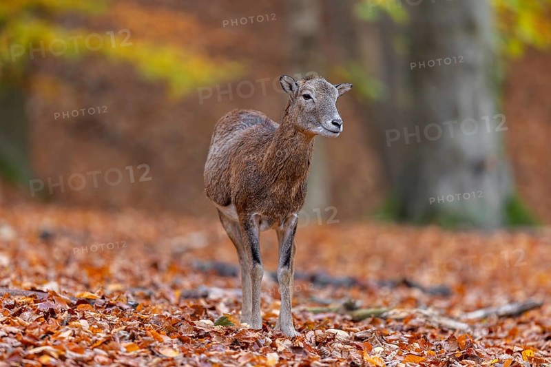European mouflon (Ovis aries musimon, Ovis gmelini musimon) ewe, female in forest in autumn, fall