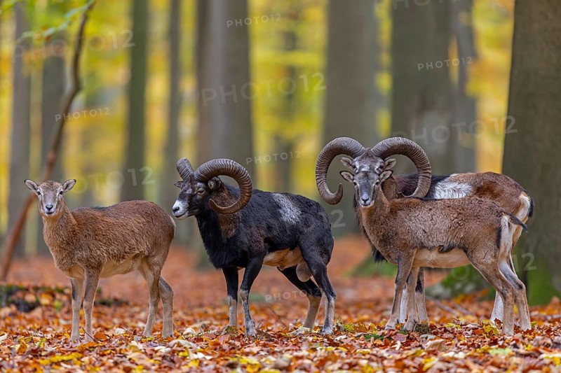 European mouflon (Ovis aries musimon, Ovis gmelini musimon) two rams, males with ewes, females in forest during the rut in autumn, fall