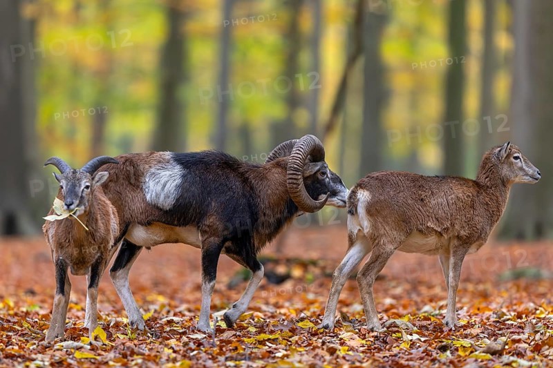 European mouflon (Ovis aries musimon, Ovis gmelini musimon) ram, male, ewe, female and juvenile in forest during the rut in autumn, fall