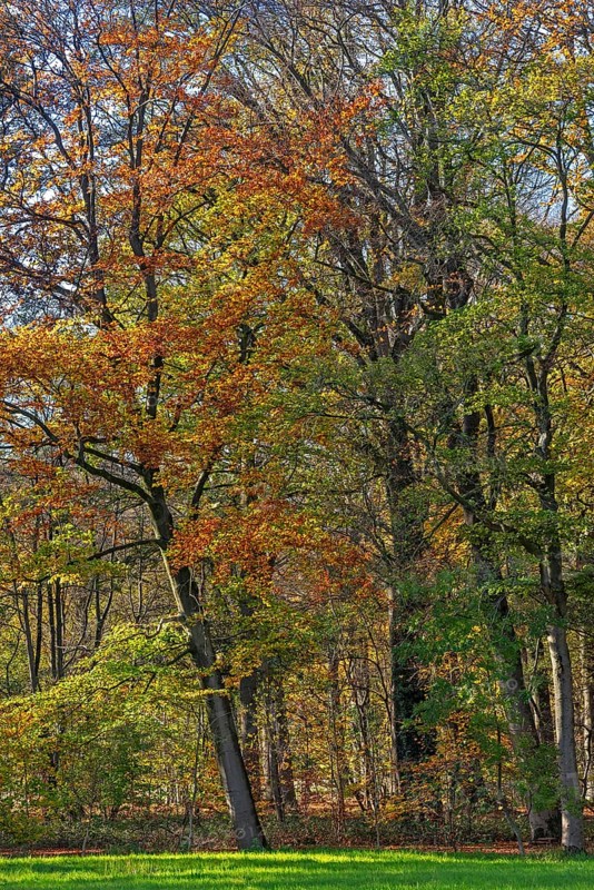 European beeches, common beech trees (Fagus sylvatica) with foliage in yellow, brown and green autumn colours, fall colors in broadleaved forest