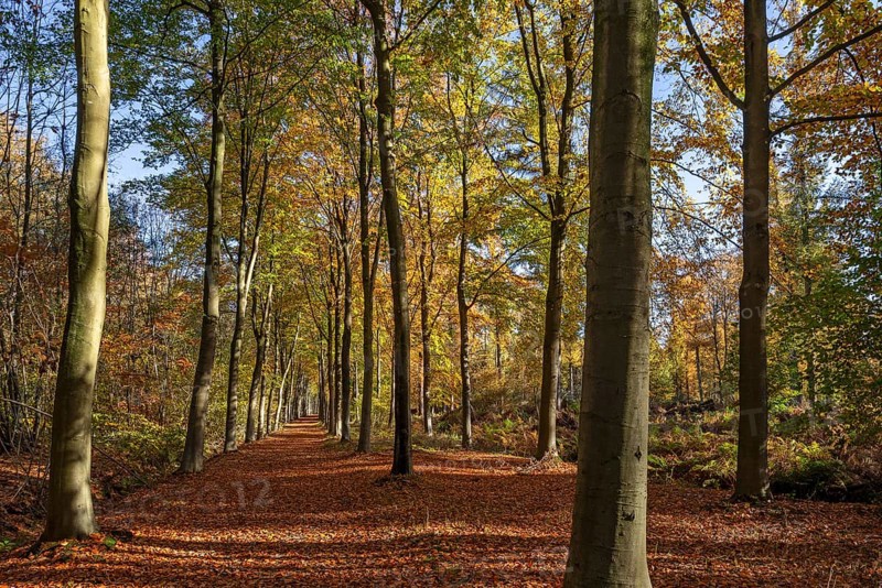 Avenue bordered with European beeches, common beech trees (Fagus sylvatica) with foliage in yellow autumn colours, fall colors in broadleaved forest