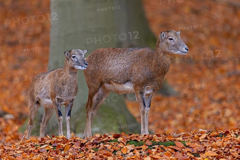 European mouflon (Ovis aries musimon, Ovis gmelini musimon) ewe, female with lamb in forest in autumn, fall