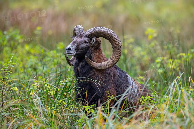 European mouflon (Ovis aries musimon, Ovis gmelini musimon) ram, male with big horns in grassland in autumn, fall