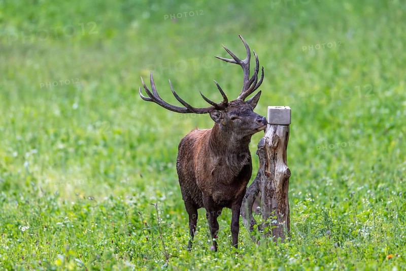 Red deer (Cervus elaphus) stag licking mineral nutrients from mineral block, salt lick placed by farmer in pasture, meadow for livestock