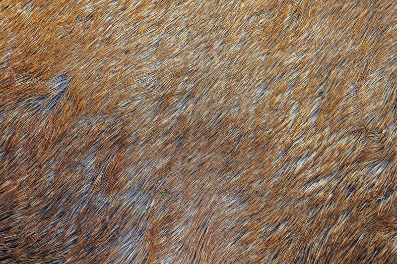 Red deer (Cervus elaphus) close-up of hairs in reddish-brown coloured fur, coat in autumn, fall