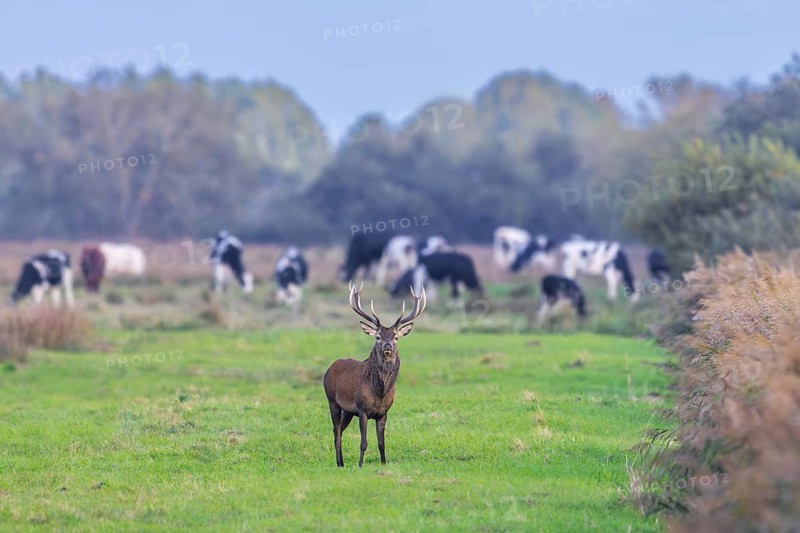 Red deer (Cervus elaphus) stag with big antlers in meadow with cows in autumn, fall