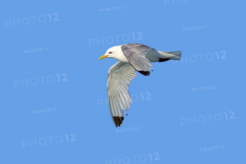 Black-legged kittiwake (Rissa tridactyla) adult in breeding plumage flying with worn primaries, damaged wing tips against blue sky in summer