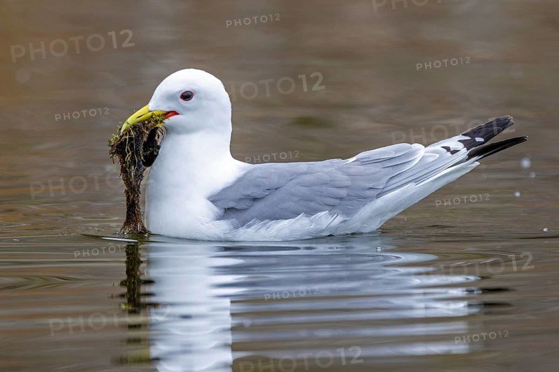 Black-legged kittiwake (Rissa tridactyla) adult in breeding plumage collecting nesting material in beak at sea in spring, Svalbard, Spitsbergen