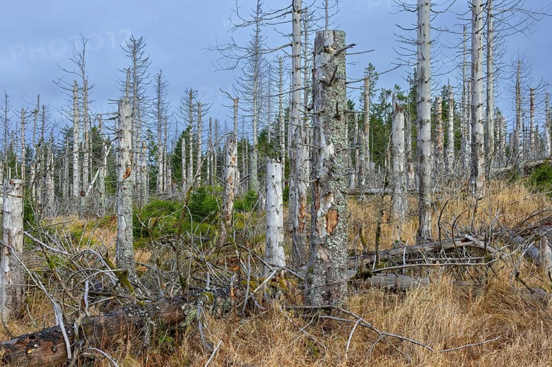 Dead spruce trees in forest in the Harz Mountains in autumn, damage caused by bark beetle infestation, Harz National Park, Saxony-Anhalt, Germany
