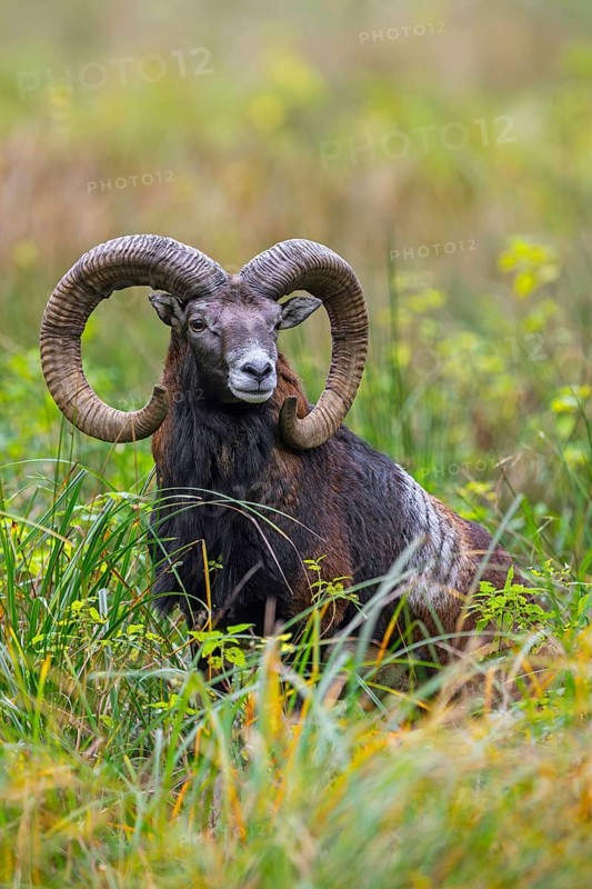 European mouflon (Ovis aries musimon, Ovis gmelini musimon) ram, male with big horns in grassland in autumn, fall