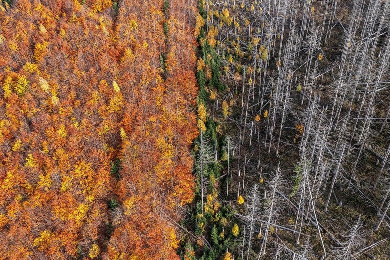 Aerial view over mixed forest with dead spruce trees in the Harz Mountains, damage caused by bark beetle infestation, Harz NP, Saxony-Anhalt, Germany