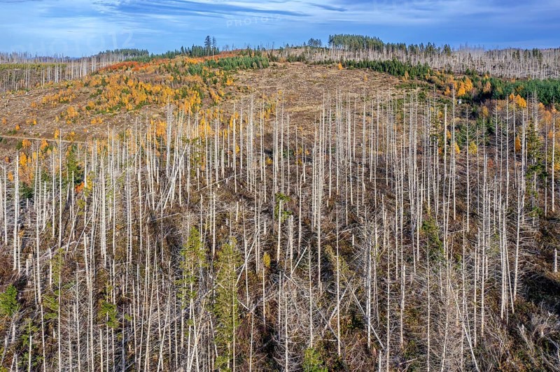 Aerial view over forest with dead spruce trees in the Harz Mountains, damage caused by bark beetle infestation, Harz NP, Saxony-Anhalt, Germany