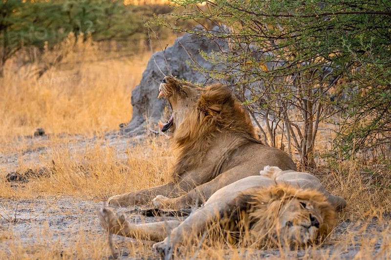 Two maned lions, lion yawns, siblings lying in grass, lion (Panthera Leo), savuti, Chobe National Park National Park, Botswana