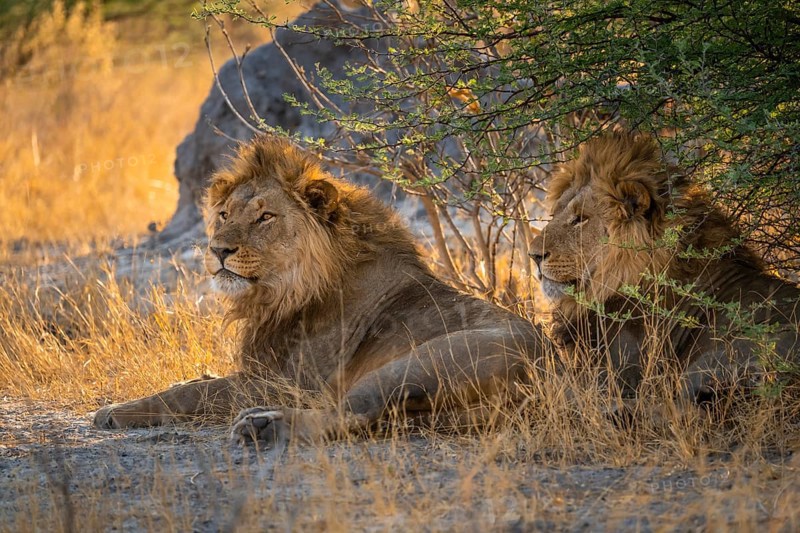 Two maned lions, siblings lying in the grass, lion (Panthera Leo), savuti, Chobe National Park National Park, Botswana