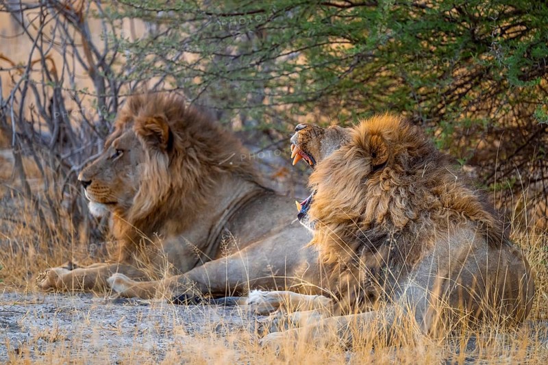 Sunset, two maned lions, lion yawns, siblings lying in the grass, lion (Panthera Leo), savuti, Chobe National Park, Botswana
