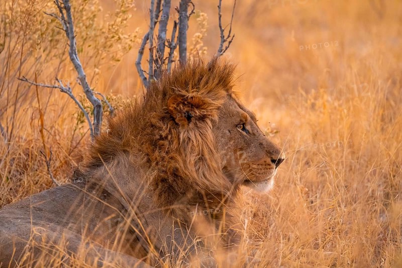 Maned Lion Lies, Lion (Panthera Leo), Savuti, Chobe National Park, Botswana